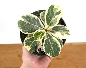 Varieagated Ficus Lyrata - Fiddle Leaf Fig - Variegated Rubber Tree - Can  Reach 6-10ft Indoors - Etsy