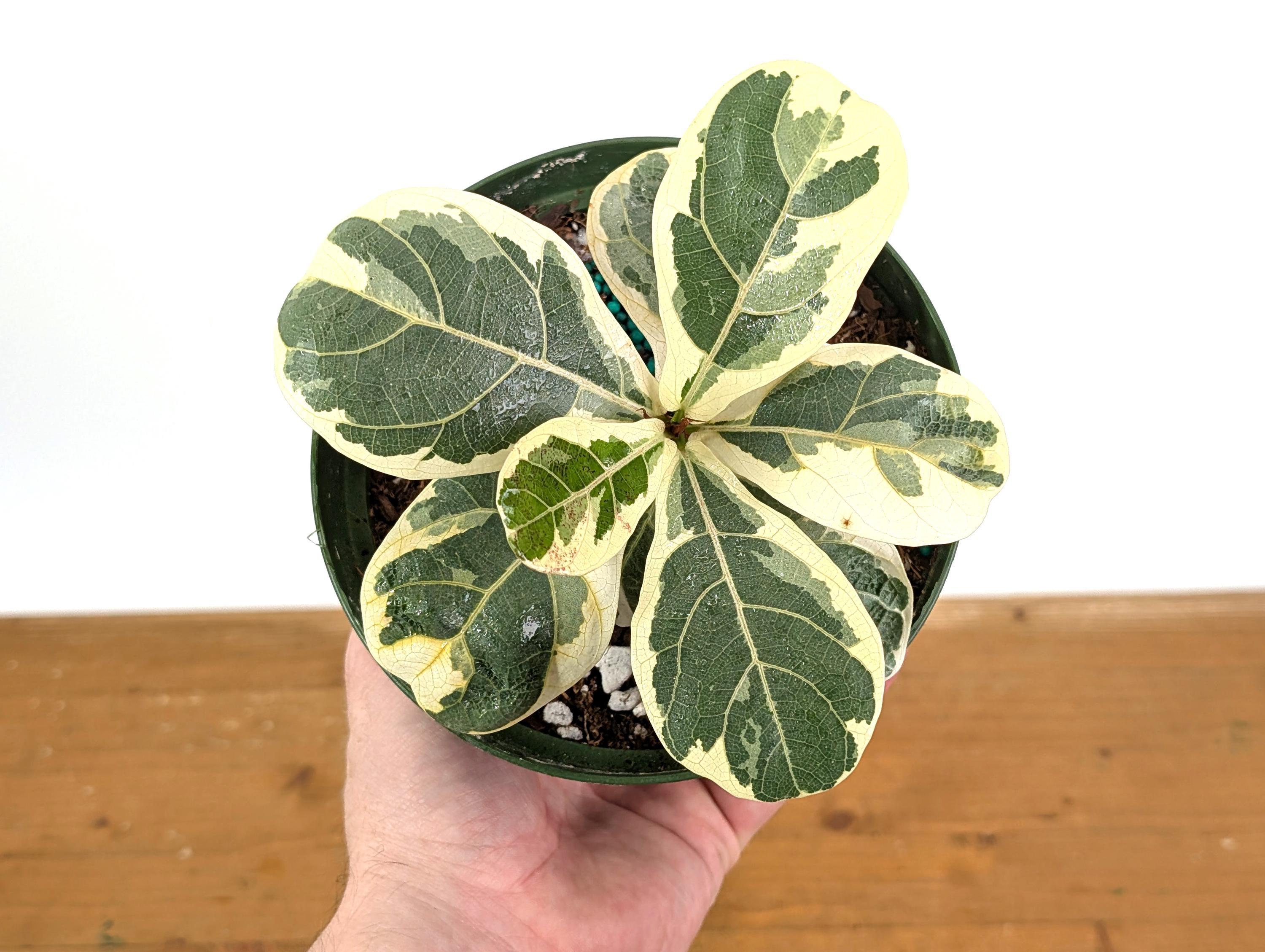 lavender indoor plants for sale 1 gal. Mona Lavender Plectranthus Perennial Plant with Purple Flowers main image 1
