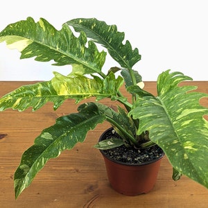 Philodendron Ring of Fire - 6 inch pot Rare Houseplant Variegated Plant