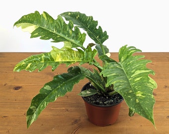 Philodendron Ring of Fire - 6 inch pot Rare Houseplant Variegated Plant