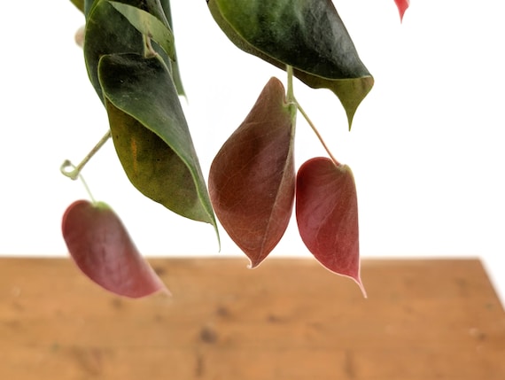 Ceratostema Pendens - Tropical Blueberry Family - Etsy