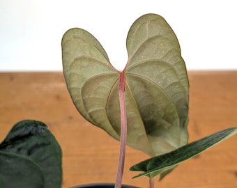 Anthurium Amazon Diamond - (A. Besseae Aff X A. Luxurians) - Etsy