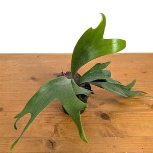 Staghorn Fern  - 4 inch pot - Platycerium bifurcatum