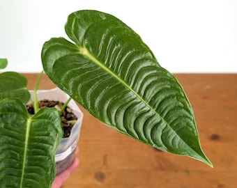 Anthurium Veitchii 'King' - Live Tropical Houseplant Indoor Aroid