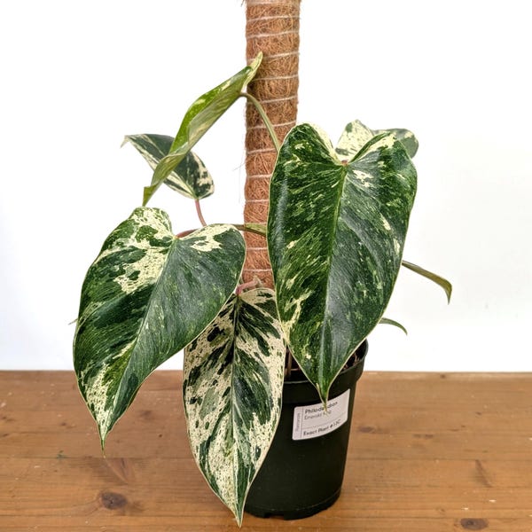 Philodendron Emerald King - Exact Plant #13C in 6 Inch Pot