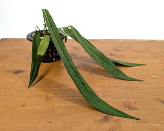 potted aloe vera plant Aloe Vera Plant Nursery 4"