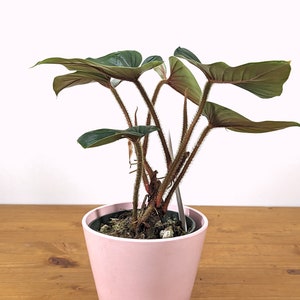Philodendron Squamicaule live plant with Hairy Petioles 4 inch pot image 7