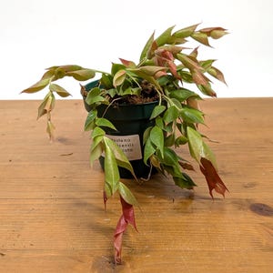 Ceratostema Gualaquizensis var. laciniata