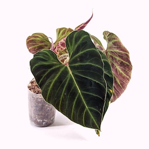 Philodendron verrucosum Amazon Sunset Red Back