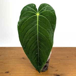 Anthurium Waterburyanum - Beautiful Rotund Wide Leaves