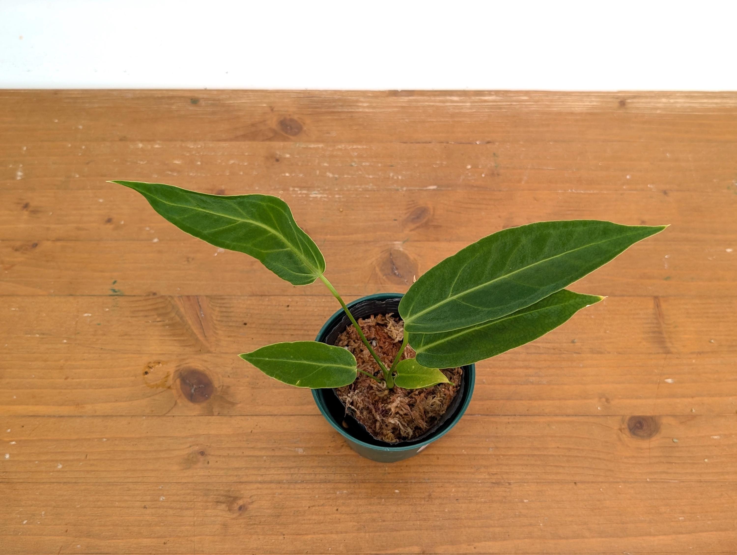 Anthurium Zamora Queen - (mamoratum 2 X Warocqueanum) - Etsy