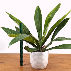 Philodendron Insigne LARGE - 4 inch pot