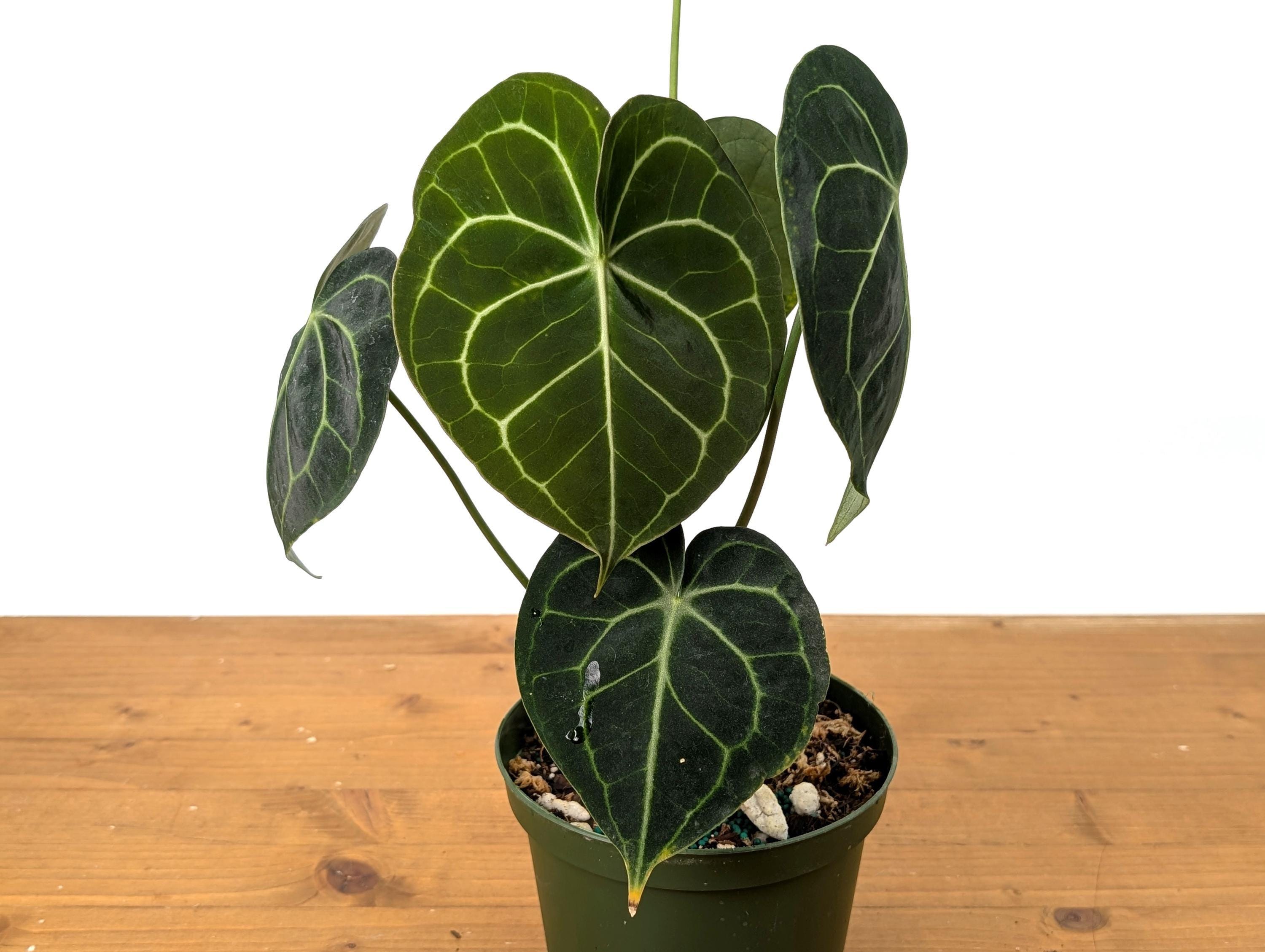 aglaonema black lipstick Aglaonema Pink Lipstic