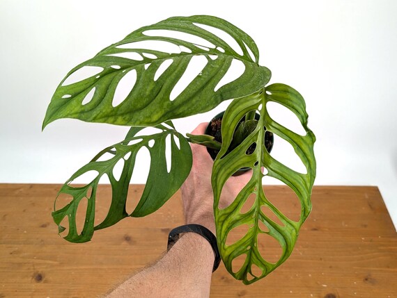 philodendron black magic Philodendron hederaceum 'Brasil' – Magic Valley Gardens