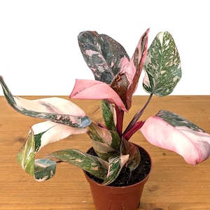 Philodendron Pink Princess Galaxy AKA Pink Princess Marble Variegated