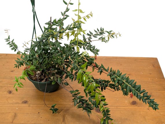 Ceratostema Glans | Assorted 4 Inch and 6 Inch Pots - Etsy