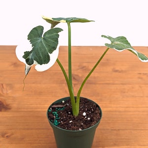 Alocasia Mickey Mouse - Xanthosoma Albo Variegata - Live House Plant