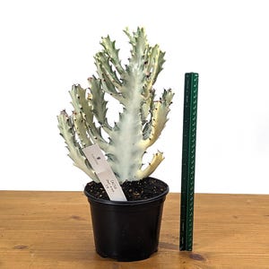 May include: A white and green Euphorbia cactus plant in a black pot with a ruler for scale. The plant is about 12 inches tall.