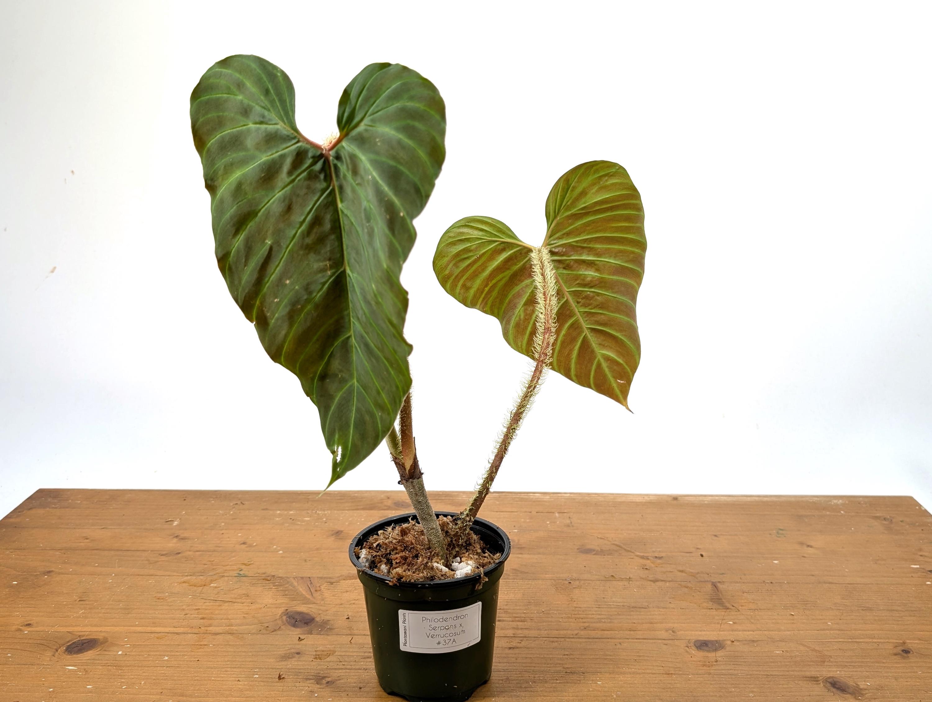 syngonium podophyllum arrowhead plant Syngonium Arrow – Foliage Factory