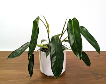 Philodendron Spiritus Sancti