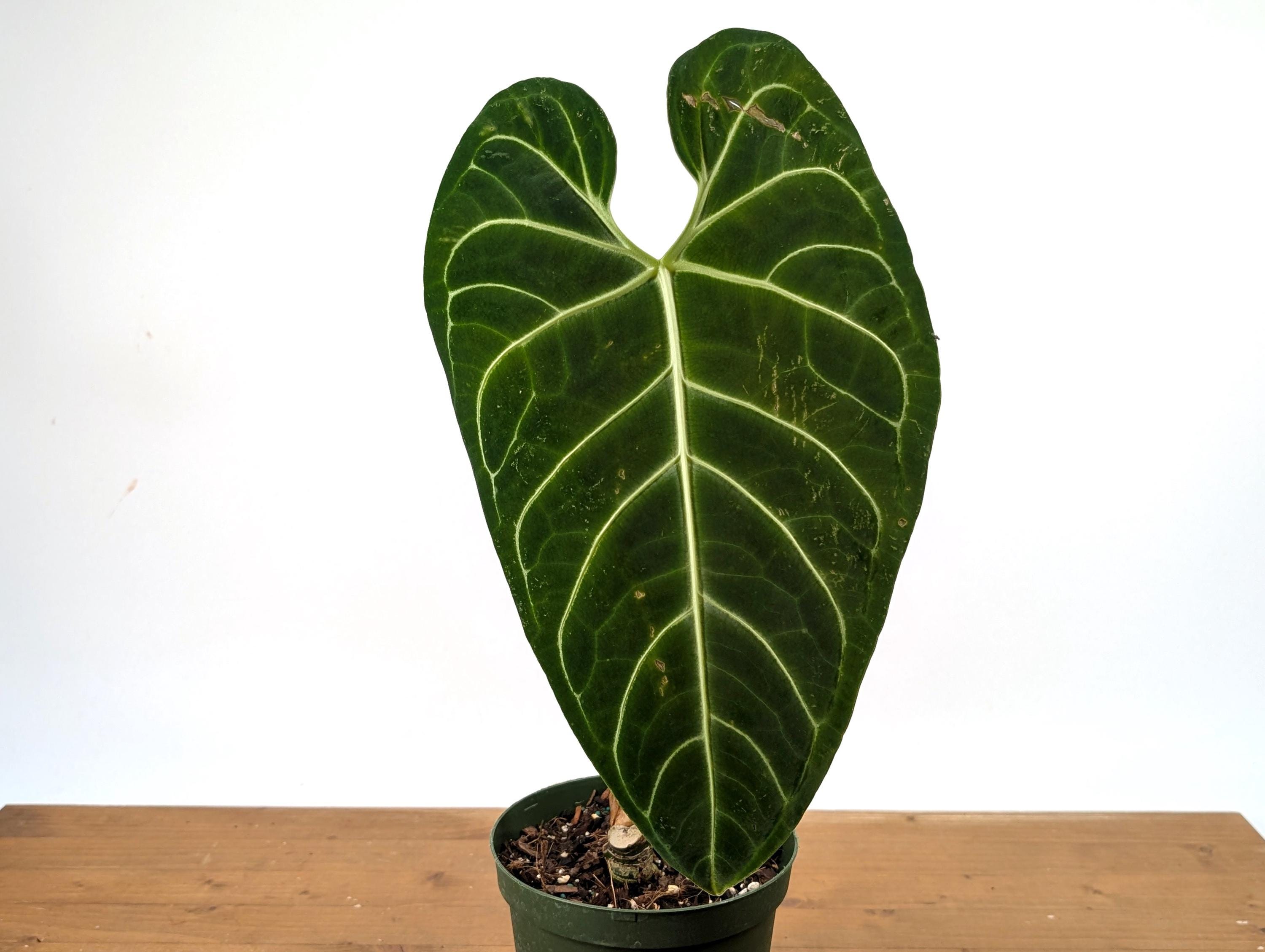 Anthurium Regale - Live Tropical Aroid Houseplant - Etsy