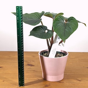 Philodendron Squamicaule live plant with Hairy Petioles 4 inch pot image 8