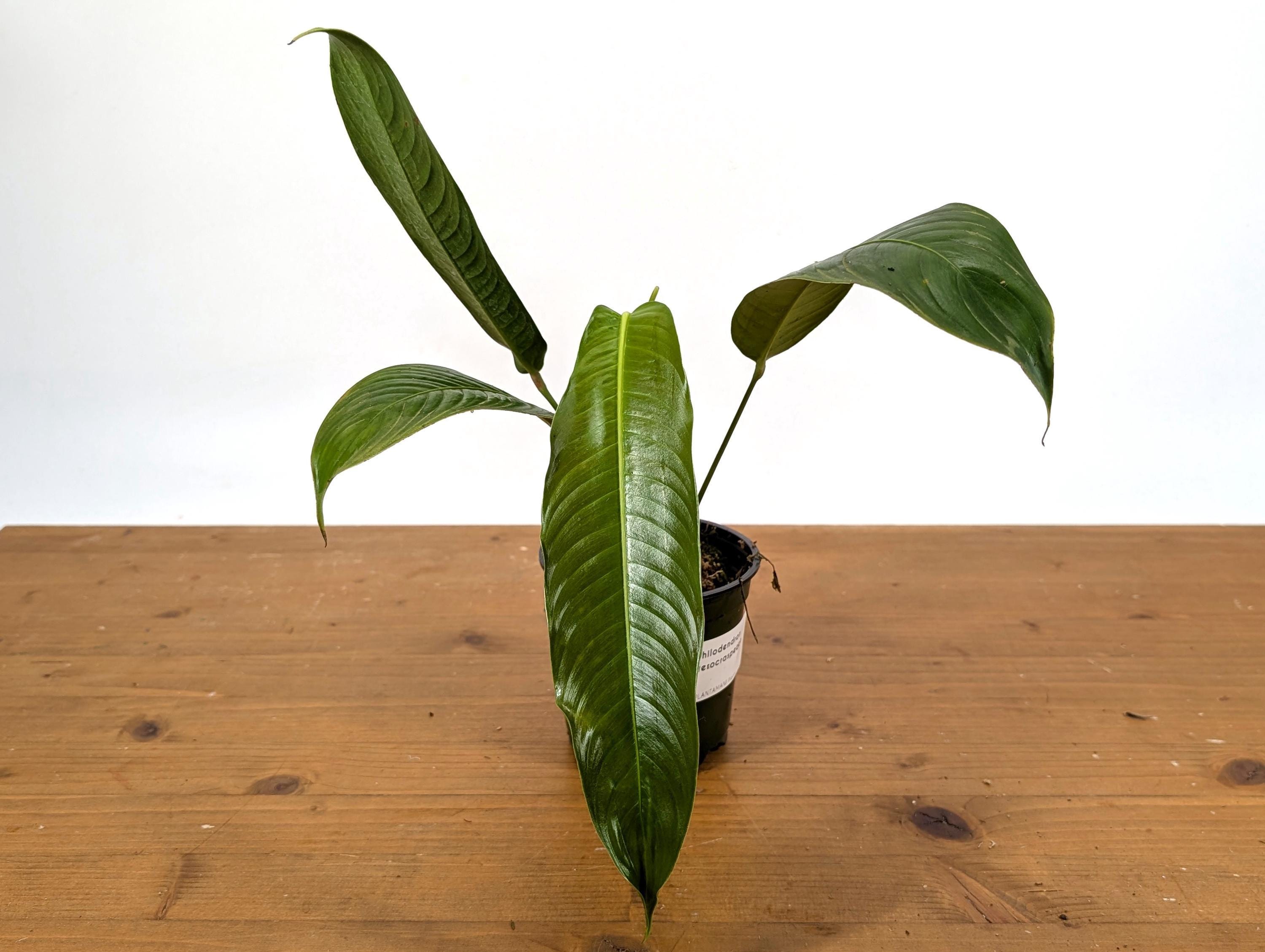Buy Philodendron Heterocraspedon 4 Inch Pot Online in India - Etsy