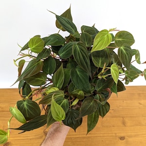 Philodendron Micans live plant