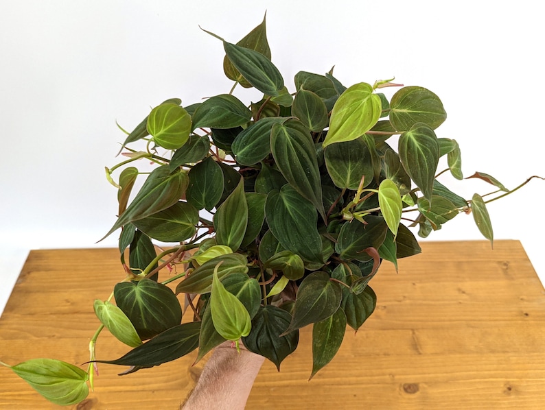 Philodendron Micans live plant