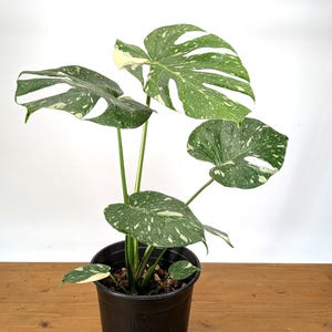 Monstera Thai Constellation - Plants 16-24" Tall with Split Leaves (for 6" Pot) Bild 4