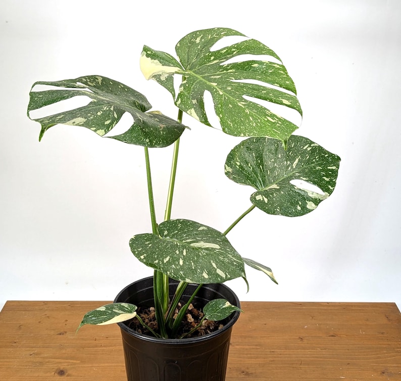 Monstera Thai Constellation - Plants 16-24" Tall with Split Leaves (for 6" Pot) Bild 4