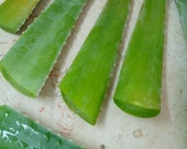 organic aloe vera aloe vera plant aloe vera natural aloe vera aloe plants aloe vera leaves aloe vera leaf aloe plant 12-40oz