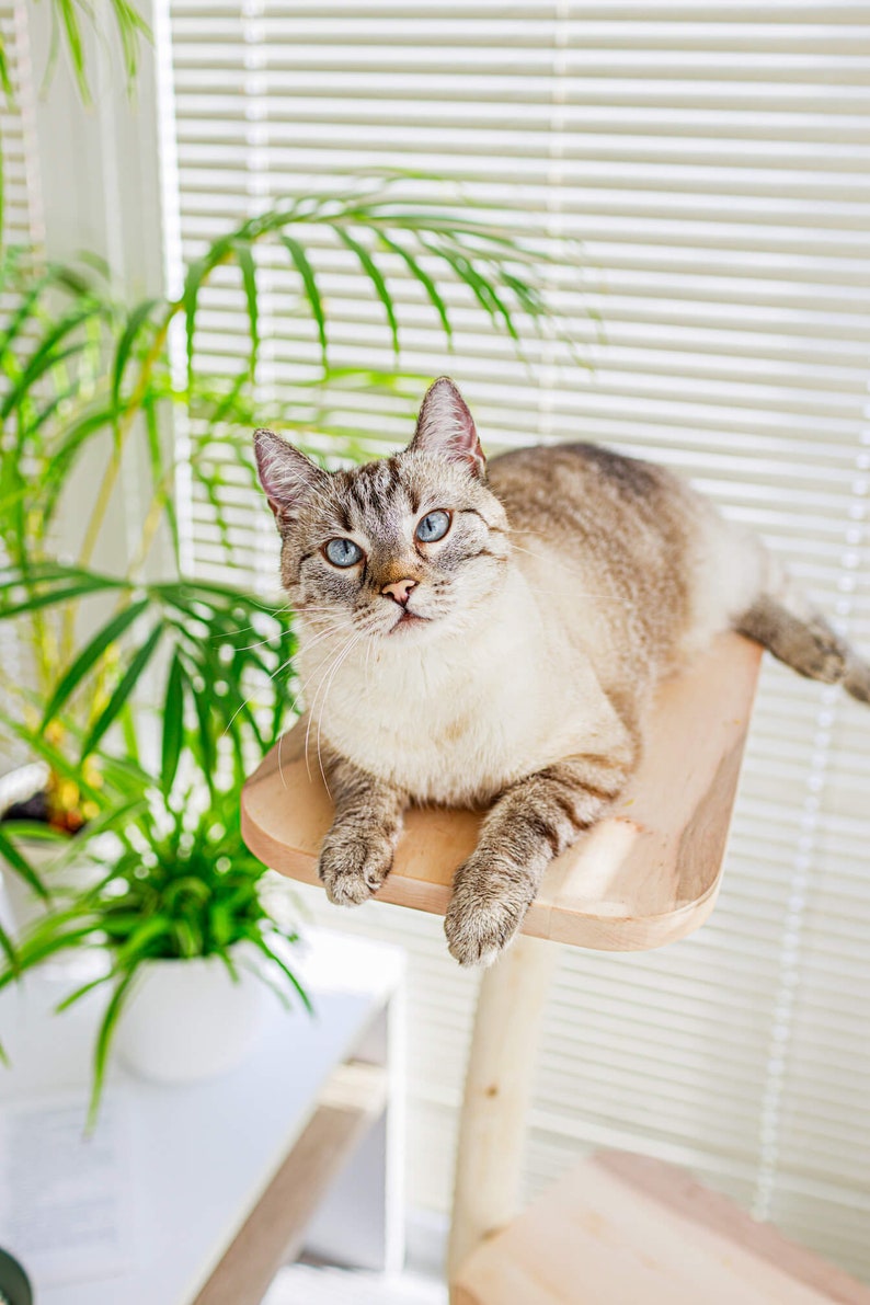 Cat Tree With Wood and Small Natural Unique Design With Etsy