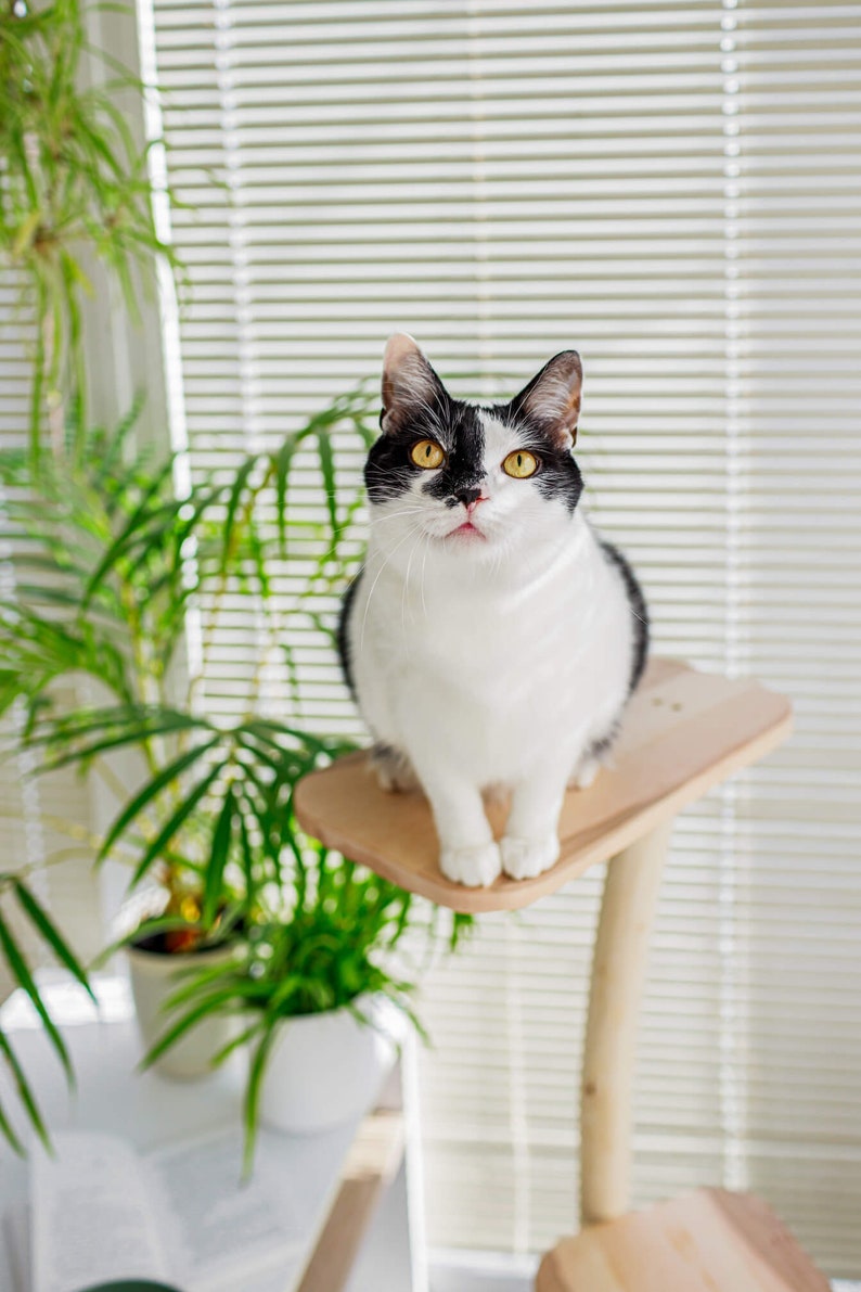 Cat Tree With Wood and Small Natural Unique Design With Etsy