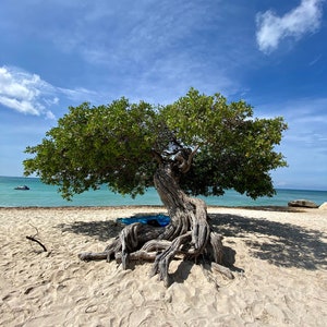 Original Color Photograph - Divi Divi Tree 1 - Eagle Beach