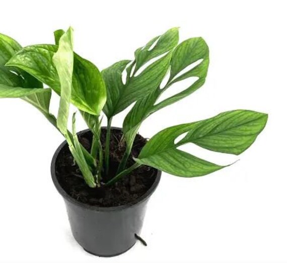 Monstera Pinnatipartita Etsy