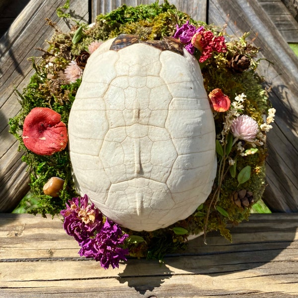 Eastern Box Turtle Shell Mount with Natural Decor Including Moss, Mushrooms, Acorns, Pinecones, & Dried Flowers