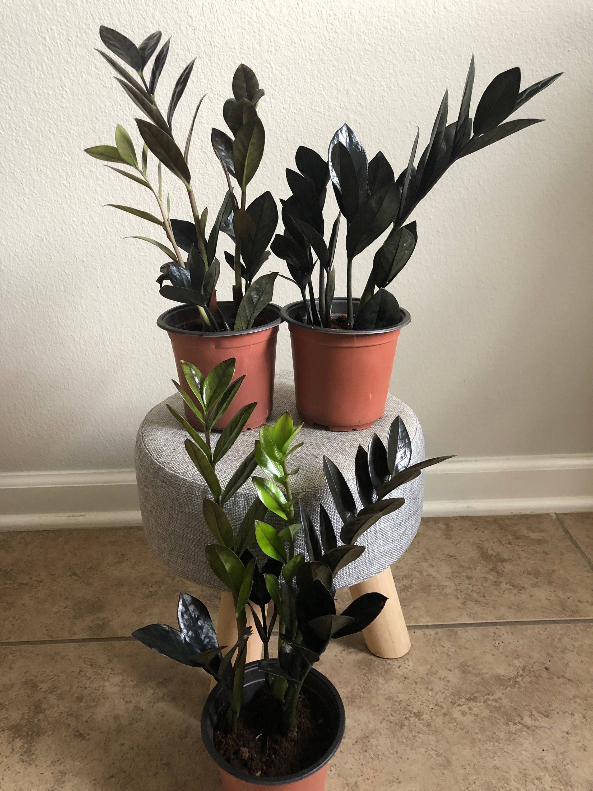 Rare Zz Raven Live Plants Fully Rooted Etsy
