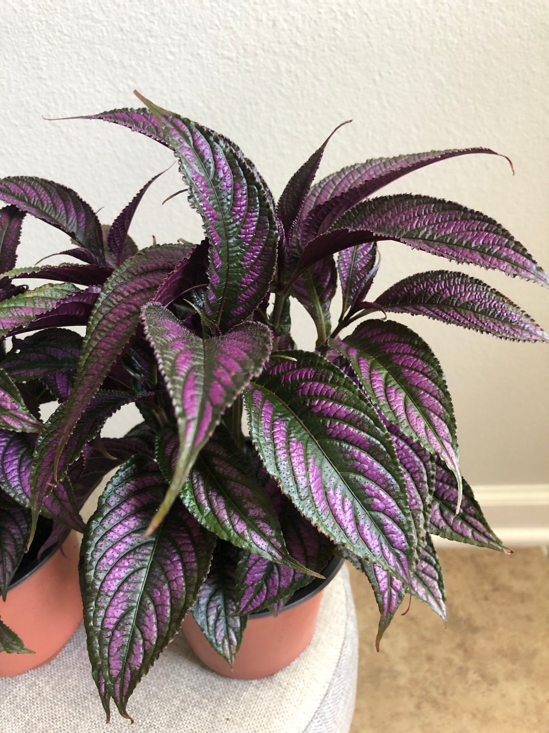 Persian Shield Strobilanthes Live Plants Fully Rooted | Etsy