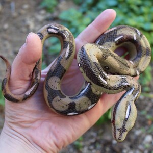 Real fake best sale snake