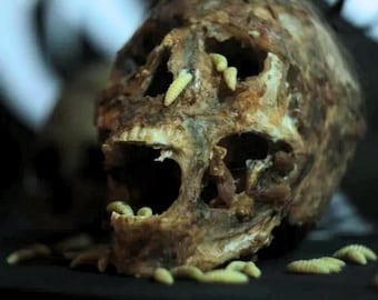 Creepy Dirty Maggots for Film TV Prop Zombie Halloween Special Effects Makeup SFX  oddities horror