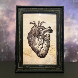 Grays Anatomy Heart Frame medisch diagram. Autopsie, educatieve kaarten chirurgie, harttekening, geneeskundekunst morbide donkere medische school