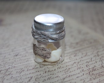 Antique Tooth Specimen Jar. Apothecary Vials. Vintage vial, horror, medical, forensic, arts, crafts, party, autopsy, halloween prop, oddity
