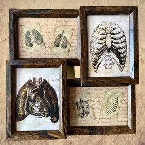 Diagrama médico de colagem de pulmões e costelas antigas. Autópsia, cirurgia, cartões educacionais, arte, adereço de horror, boticário, Greys Anatomy