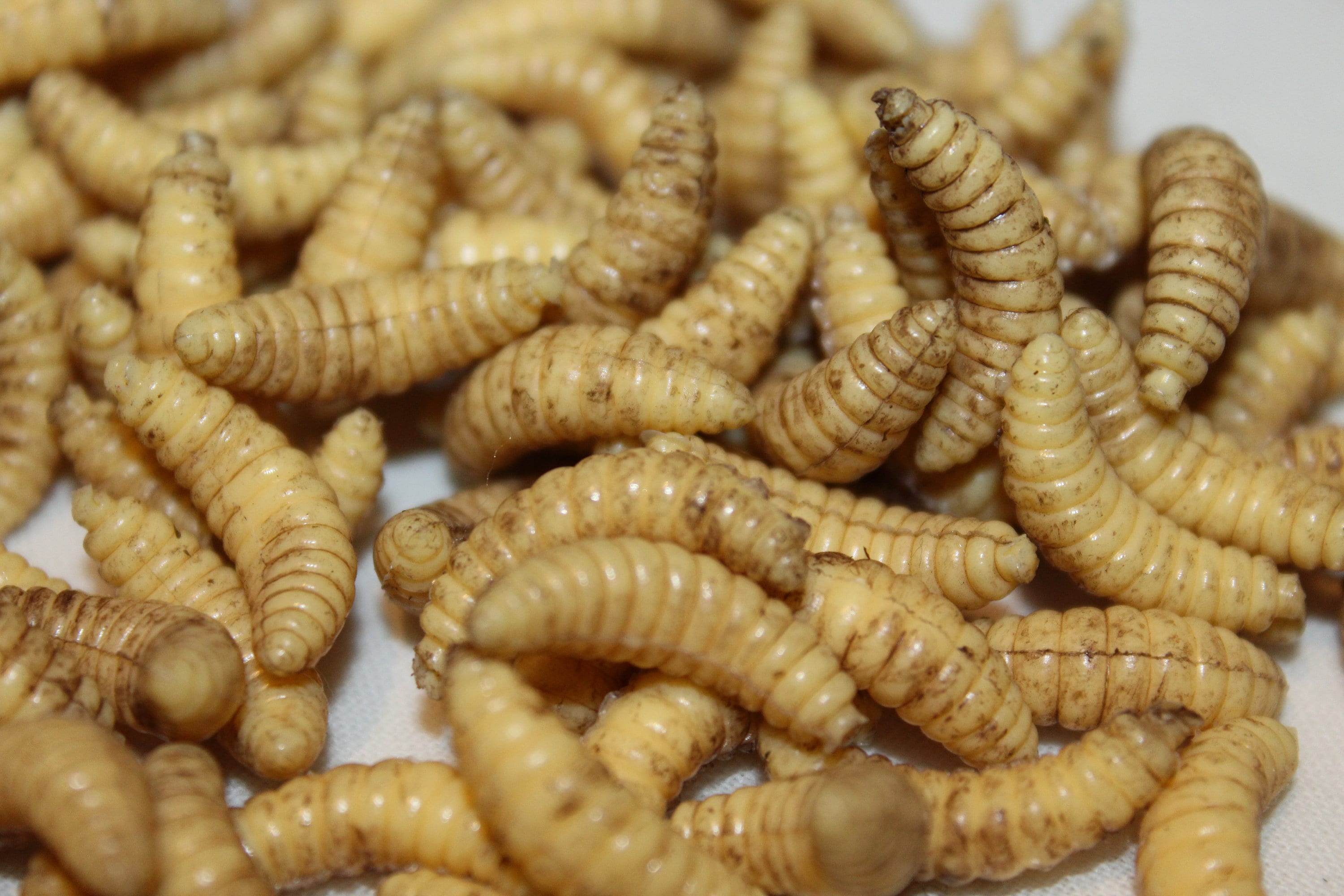 Hyper Realistic Maggots for Film and TV Props Zombie Etsy