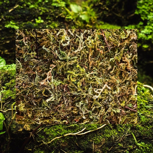 Pieces of Real Dried Moss, Green Natural Moss From the Forest