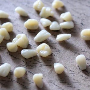 May include: A collection of off-white ceramic teeth, scattered on a brown surface. The teeth are various sizes and shapes, resembling human teeth.