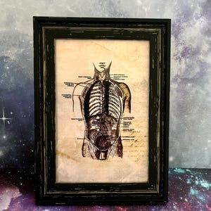 Greys Anatomy Body Organs Frame Diagrama Médico Detalhado. Cartões educacionais de autópsia, cirurgia, desenho, arte, adereço de terror, frasco de boticário