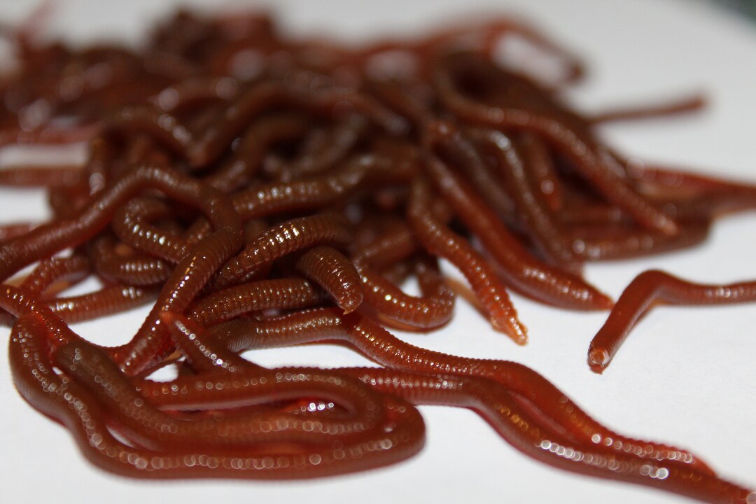 Realistic Worms Prop for Film, TV, Halloween, Special Effects SFX