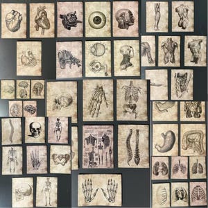 Mini-cartes d'anatomie des organes - Horreur anatomique - Fiches médicales - Anatomie de Grey's Anatomy